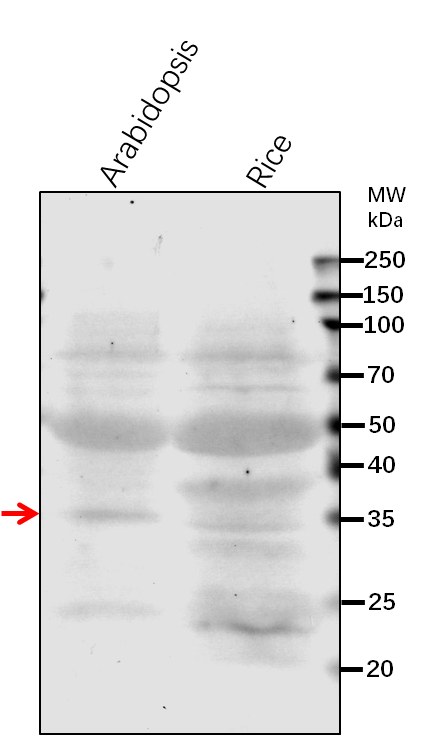 Anti-WDR5A/ COMPASS-like H3K4 histone methylase component