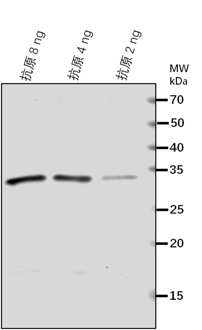 Anti-BAK1/ BRASSINOSTEROID INSENSITIVE 1-associated receptor