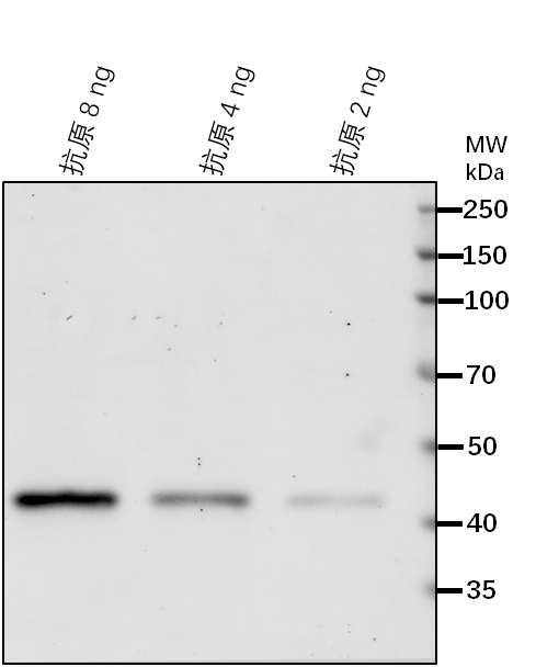 Anti-ISPH/4-hydroxy-3-methylbut-2-enyl diphosphate reductase