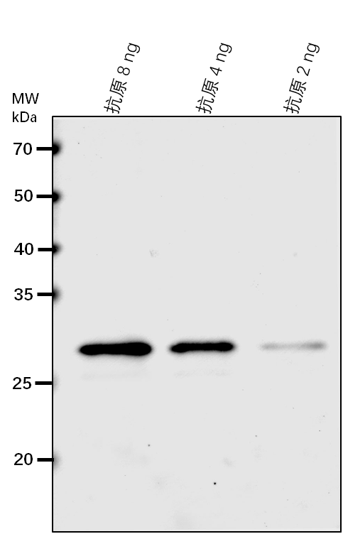 Anti-ISPD/ MEP cytidylyltransferase