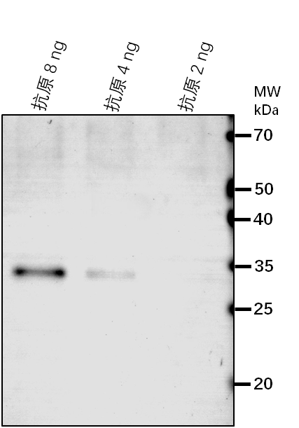 Anti-EIN2/ Ethylene-insensitive protein 2
