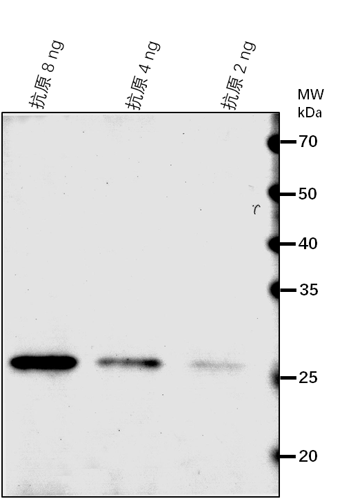 Anti-FPS1/ Farnesyl pyrophosphate synthase 1, mitochondrial
