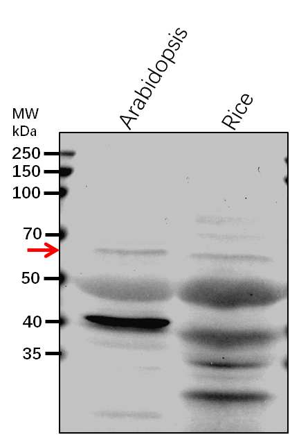 Anti-PIF3/ Transcription factor PIF3