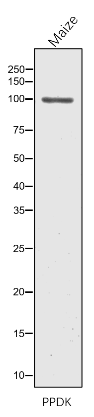 Anti-PPDK1/ pyruvate, orthophosphate dikinase1 antibody