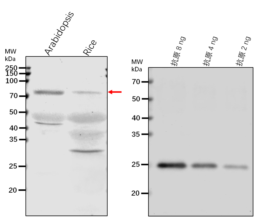 Anti-VSR1/ Vacuolar-sorting receptor 1