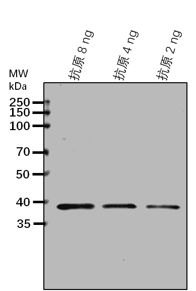 Anti-PSY1/ Phytoene synthase, chloroplastic