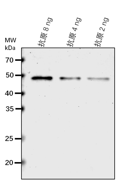 Anti-ARF1/ Auxin response factor 1