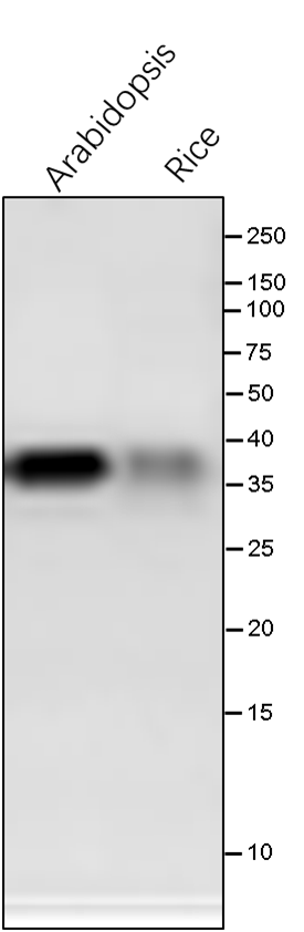 Anti-FBPase/Fructose-1,6-bisphosphatase, cytosolic