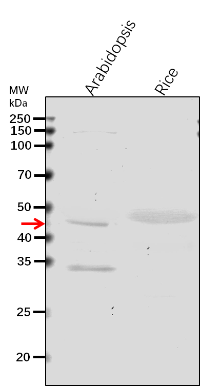 Anti-UXS1/ UDP-glucuronic acid decarboxylase 1