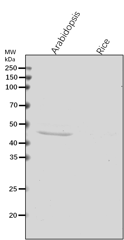 Anti-TAP46/ PP2A regulatory subunit TAP46