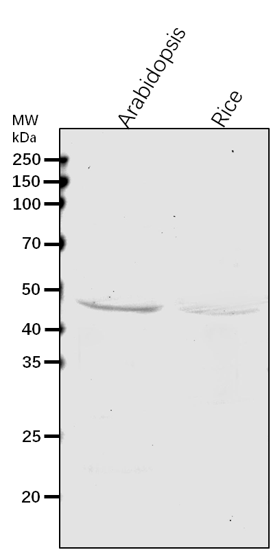 Anti-PIF4/ Transcription factor PIF4