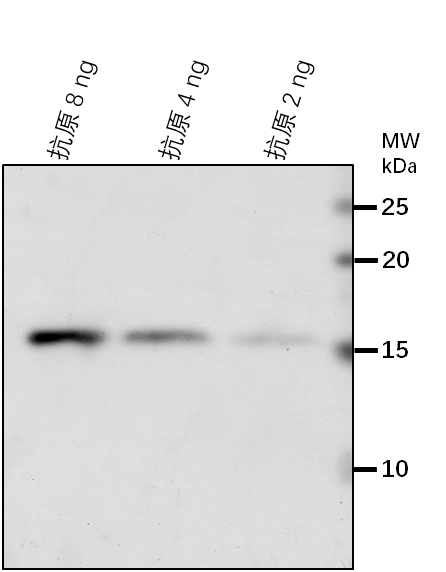Anti-FTRC/ Ferredoxin-thioredoxin reductase catalytic chain