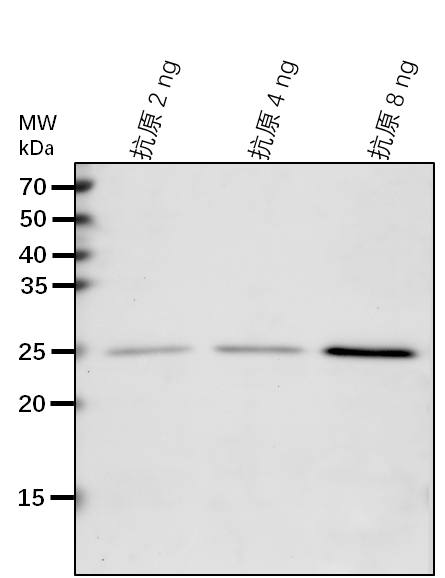 Anti-GAE6/ UDP-glucuronate 4-epimerase 6