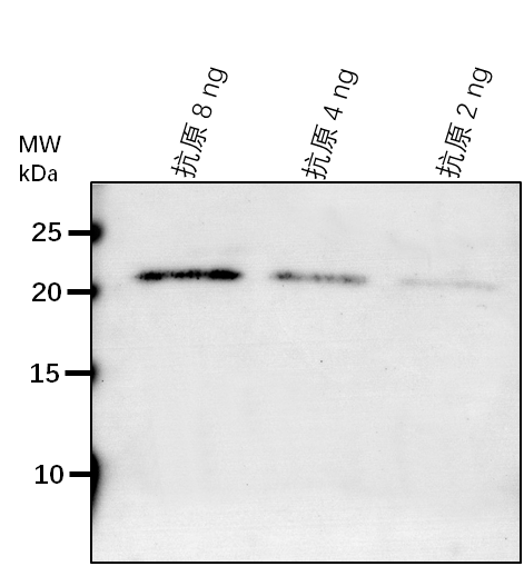 Anti-WDL5/ Protein WVD2-like 5