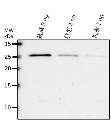Anti-PYD2/ Dihydropyrimidinase