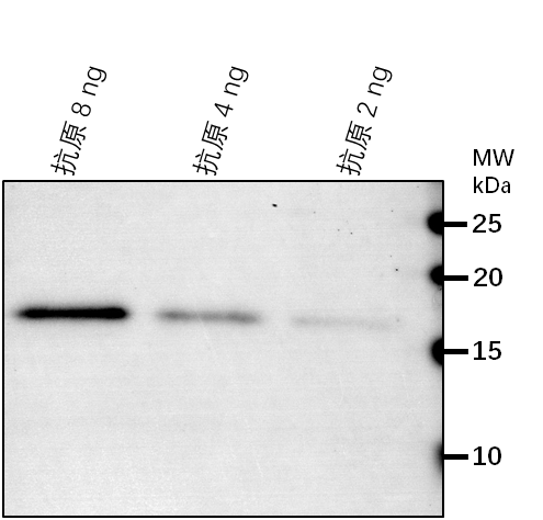 Anti-Eukaryotic aspartyl protease family protein