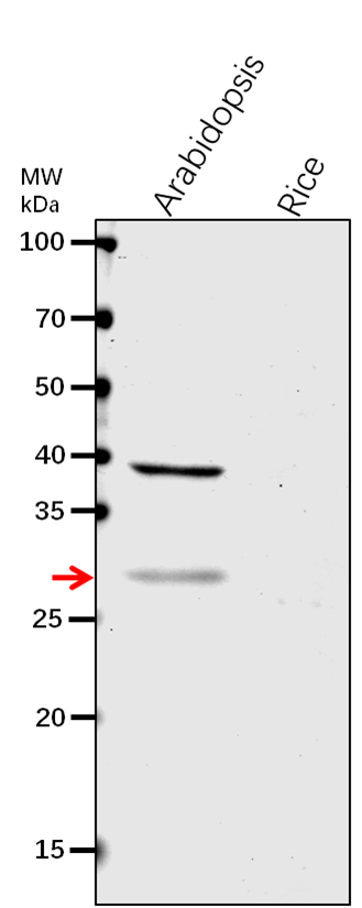 Anti-XTH4/ Xyloglucan endotransglucosylase/hydrolase protein