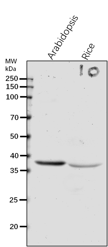 Anti-SSI2/ Stearoyl-[acyl-carrier-protein] 9-desaturase 7