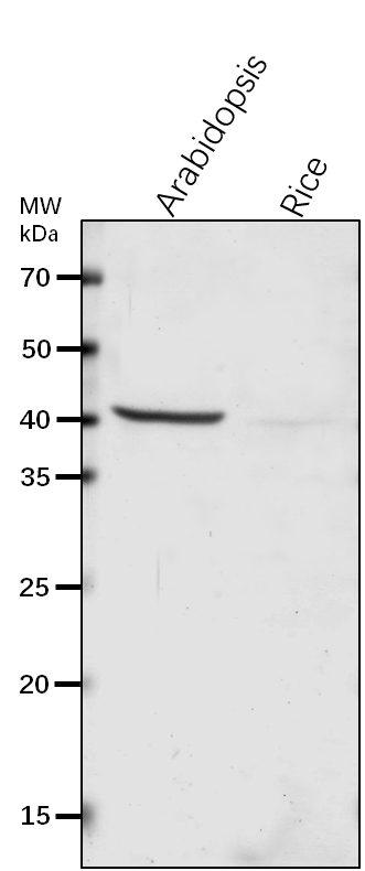 Anti-MDAR1/ Monodehydroascorbate reductase 1, peroxisomal