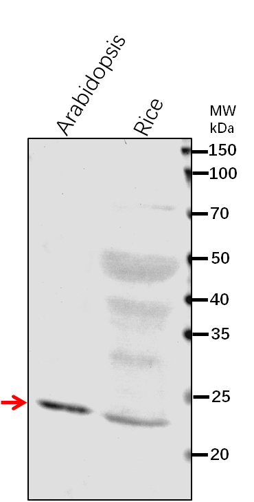Anti-DHAR1/ Glutathione S-transferase DHAR1, mitochondrial