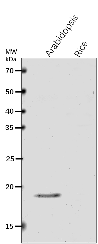 Anti-Nodulin-related protein 2