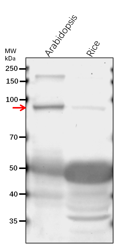 Anti-KPNB1/ Importin subunit beta-1