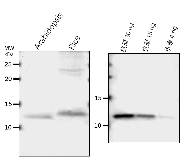 Anti-At2g21640 / Marker for oxidative stress response