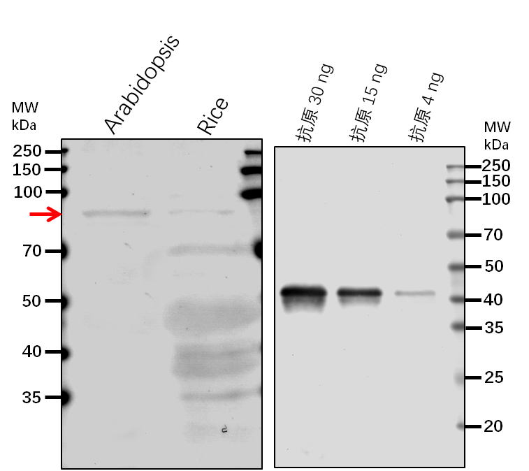 Anti-ABI3/ B3 domain-containing transcription factor ABI3
