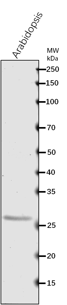 Anti-STAY-GREEN-like protein rabbit antibody