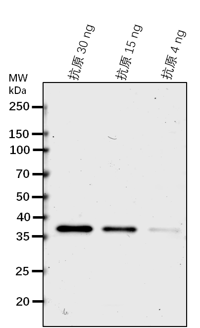 Anti-NUP133/ Nuclear pore complex protein NUP133