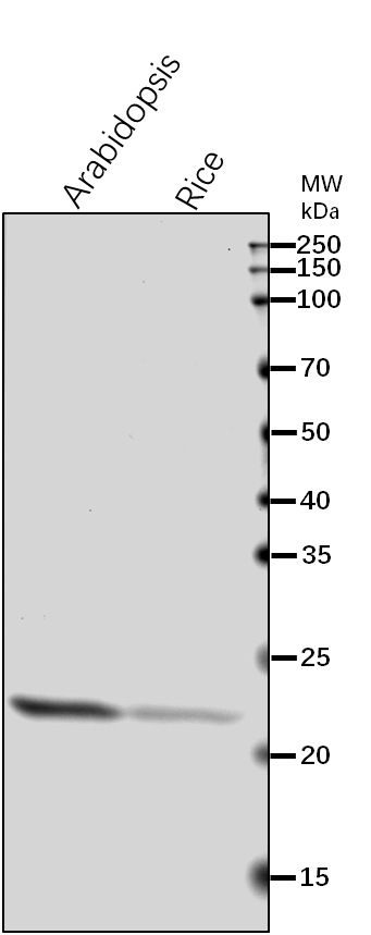 Anti-MSD1/ Superoxide dismutase [Mn] 1, mitochondrial