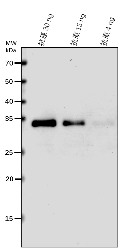 Anti-HCF101 / Fe-S cluster assembly factor HCF101