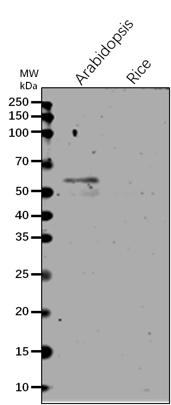 Anti-4CLL7/4-coumarate--CoA ligase-like 7 antibody