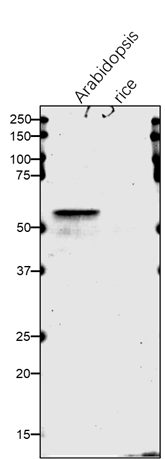 Anti-C4H/ Trans-cinnamate 4-monooxygenase Rabbit antibody
