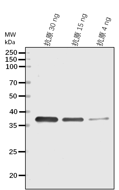 Anti-F5H/ Cytochrome P450 84A1