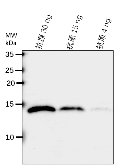 Anti-SOD1/ Copper/zinc superoxide dismutase 1