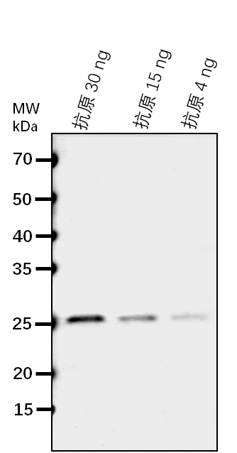 Anti-AT3G18790 protein