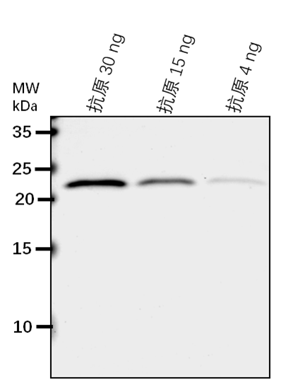 Anti-APX4/ Thylakoid lumenal 29 kDa protein, chloroplastic