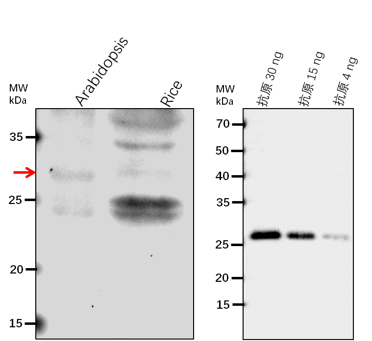 Anti-ERD10/ Dehydrin ERD10