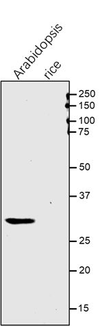 Anti-CCoAOMT/ Caffeoyl CoA 3-O-methyltransferase antibody