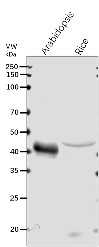 Anti-SGT1B/ Protein SGT1 homolog B