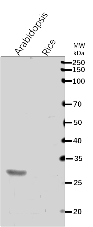 Anti-APXS/ L-ascorbate peroxidase S