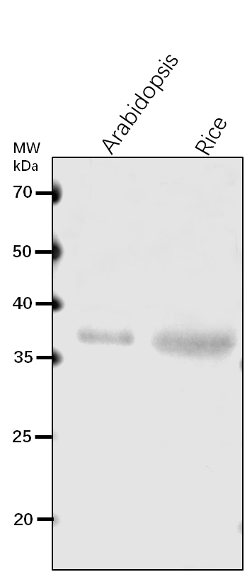 Anti-APX6/ Putative L-ascorbate peroxidase 6