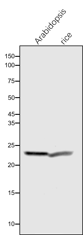 Anti-Lhcb3 / Chlorophyll a-b binding protein 3 rabbit antibo