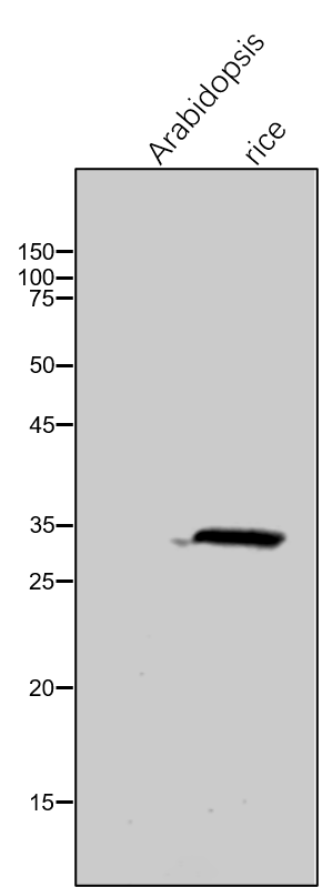 Anti-Lhca3 / Lhca3 protein of LHCI rabbit antibodies