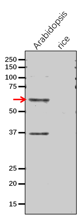 Anti- DHQ/Dehydroquinate dehydratase rabbit antibody