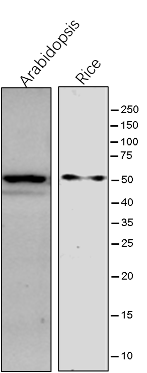 Anti-ERS / Glutamate--tRNA ligase rabbit antibody