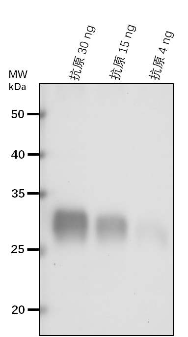 Anti-PIFI/ Protein POST-ILLUMINATION CHLOROPHYLL FLUORESCENC