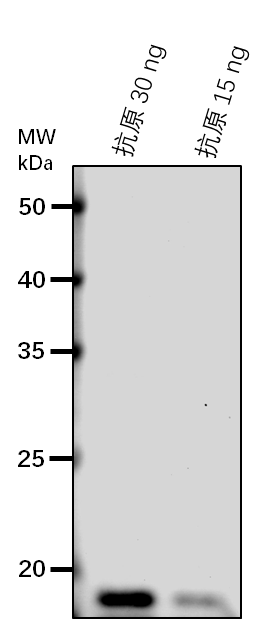 Anti-NdhJ/ NADPH-dependent oxidoreductase