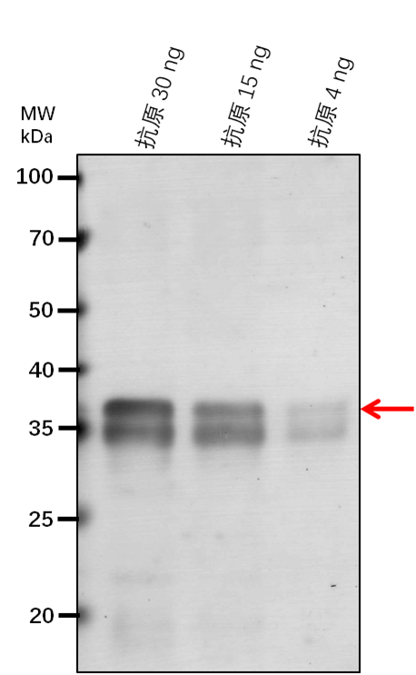 Anti-CDC48A/ Cell division control protein 48 homolog A